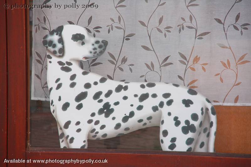 Dalmation