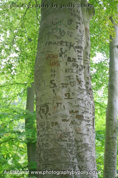 Graffiti Tree