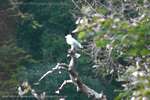 Gull Perch