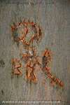 Wooden Rose
