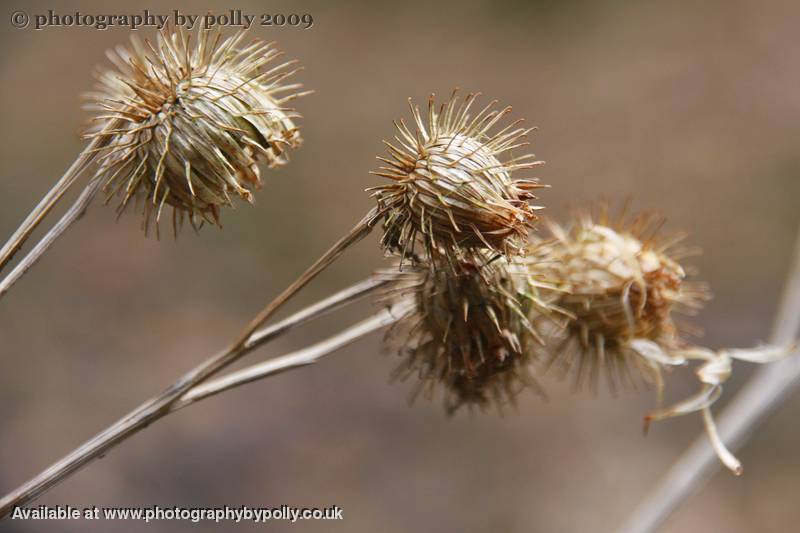 Dead Burdock