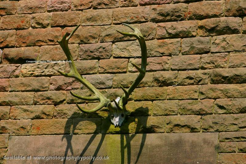 Stags Antlers
