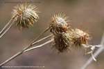 Dead Burdock