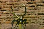 Stags Antlers