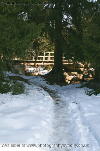 Spring Snow