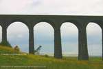 Viaduct Sheep