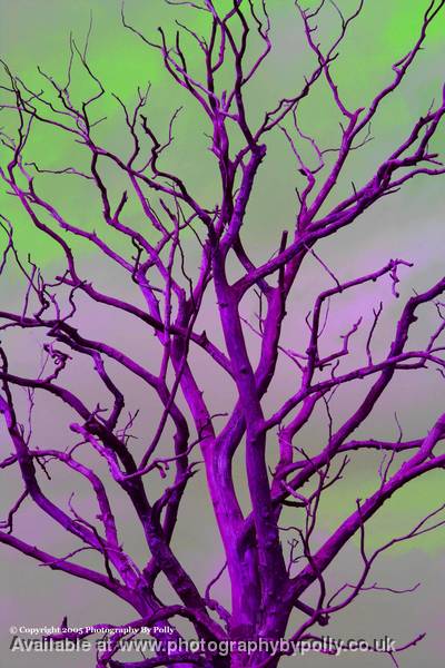 Purple Wood