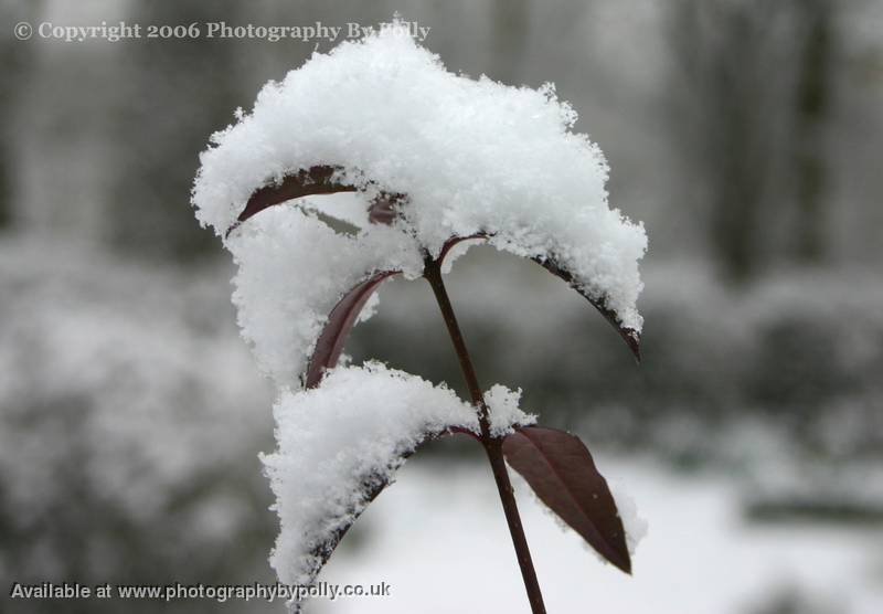 Balanced Snow