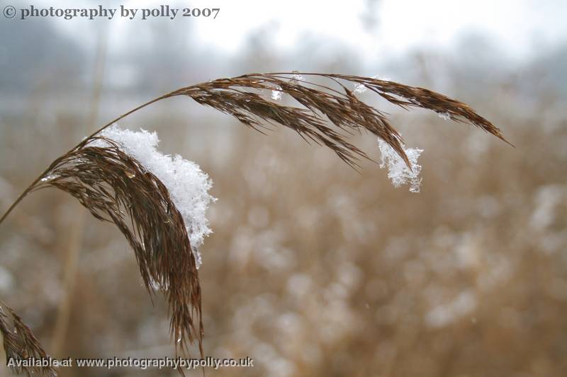 Brackish Snow