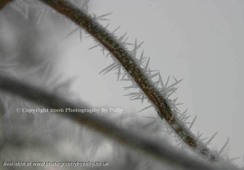 Branch Needles