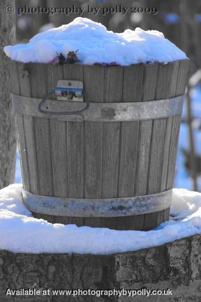 Campanula Bucket