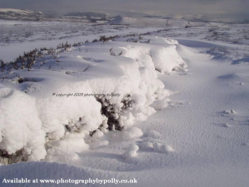 Carbrook Snow