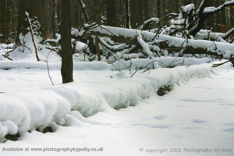 Deer Tracks