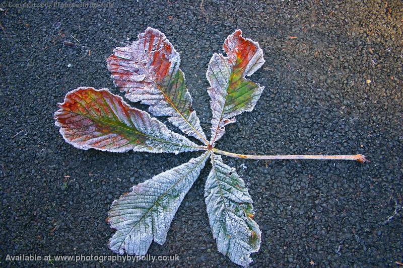 Frosty Maple