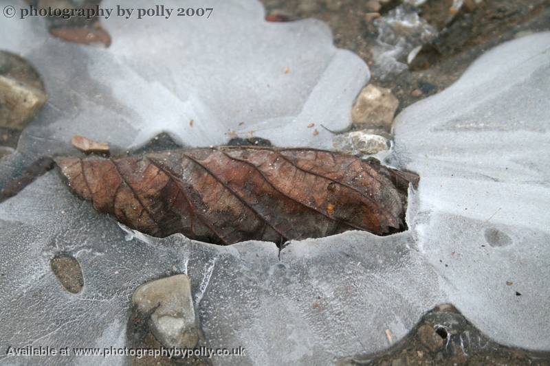 Frozen Leaf