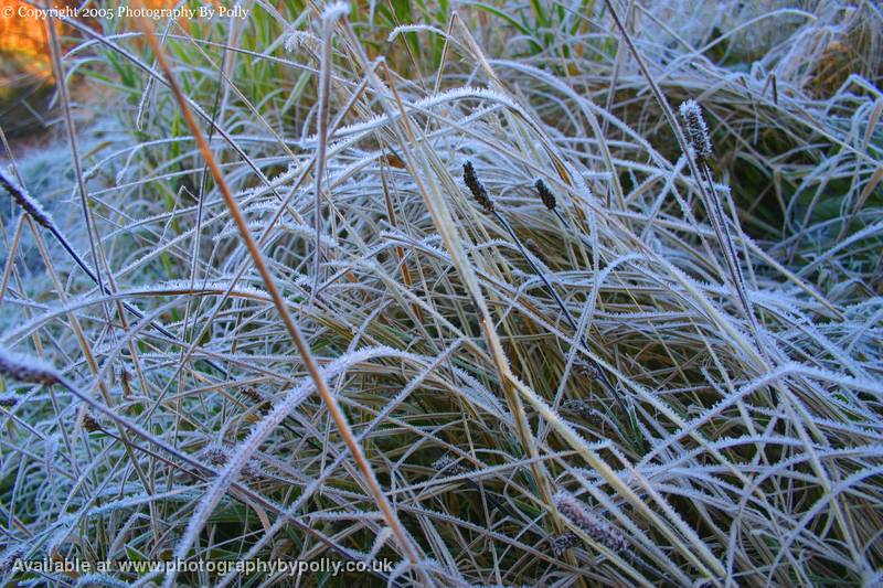 Frozen Stalks