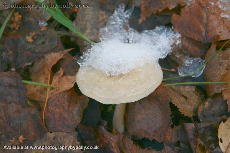 Iced Caps