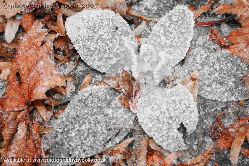 Iced Leaves