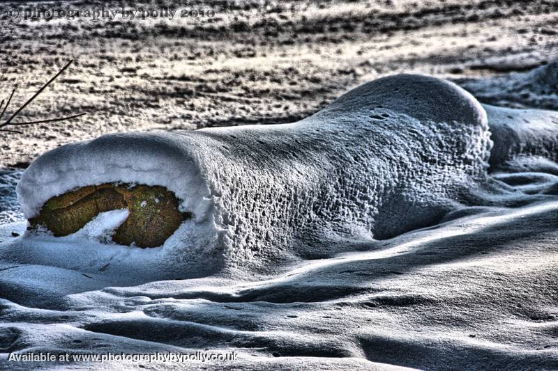 Iced Log 