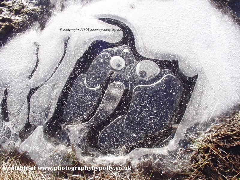 Ice Elephant