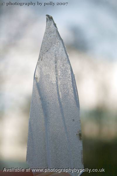 Ice Spear