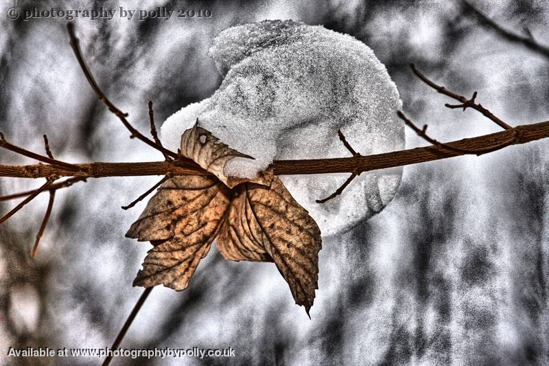 Leaf Drop