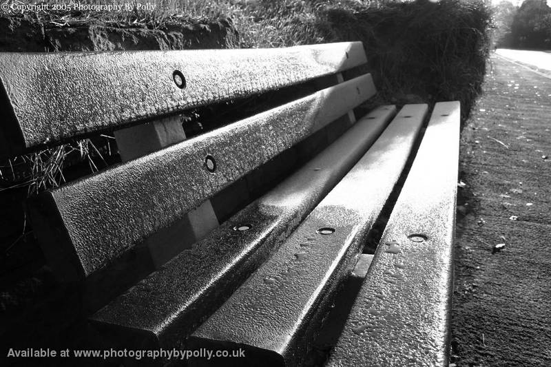 Shimmering Bench