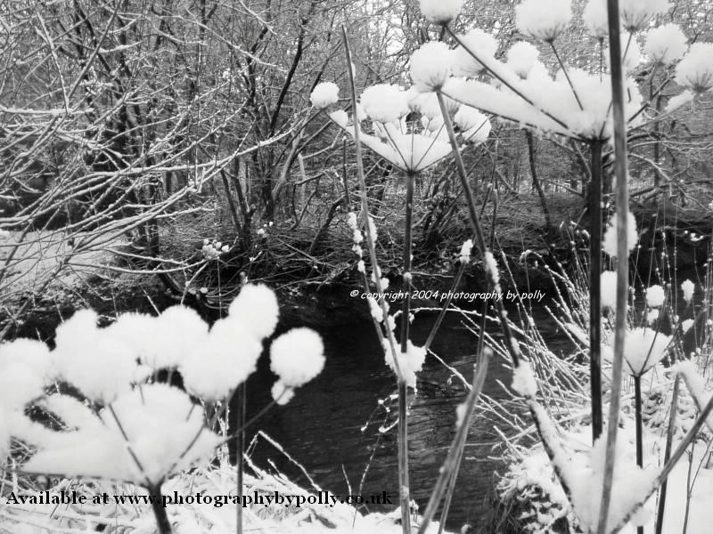 Snow Flower