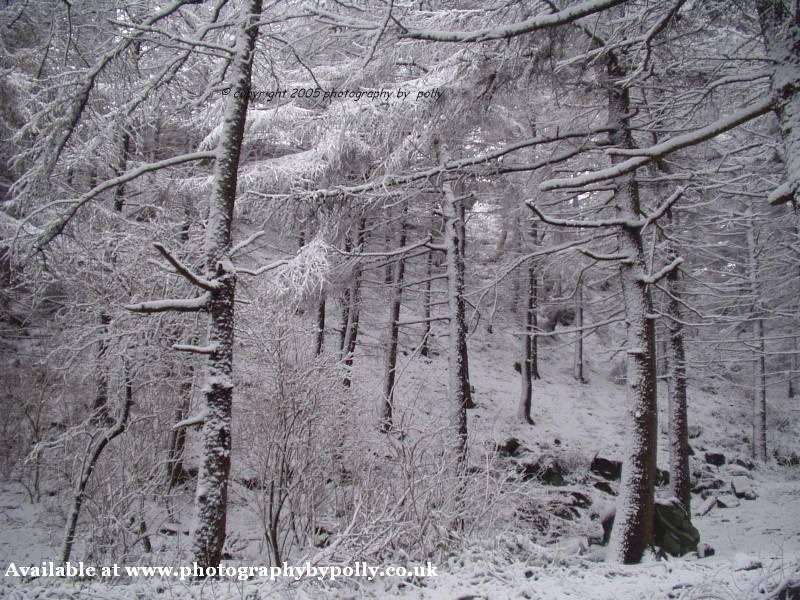 Snow Trees