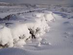 Carbrook Snow