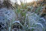 Frosty Grass