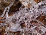 Ice Twigs