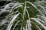 Pampas Frost