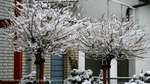 Snow Bushes