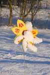 Snow Flower 2