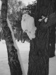 Snow Owl