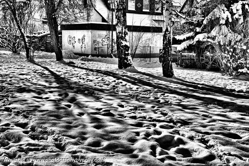 Tree Shadow