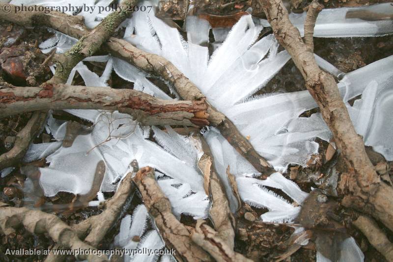 Twigs And Ice Fingers