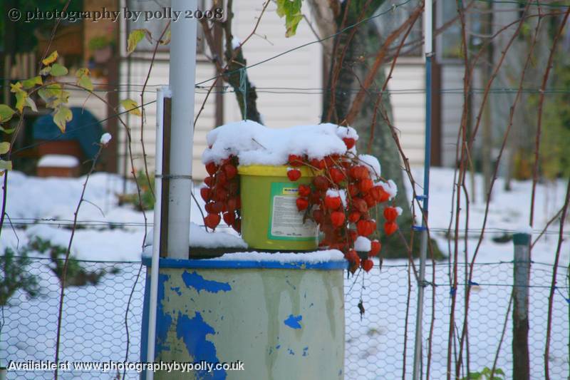 Winter Lantons