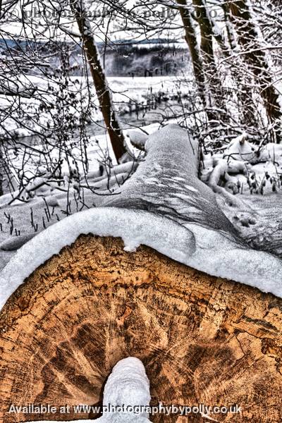 Yule Log