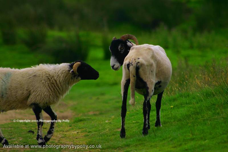 2 Lone Sheep