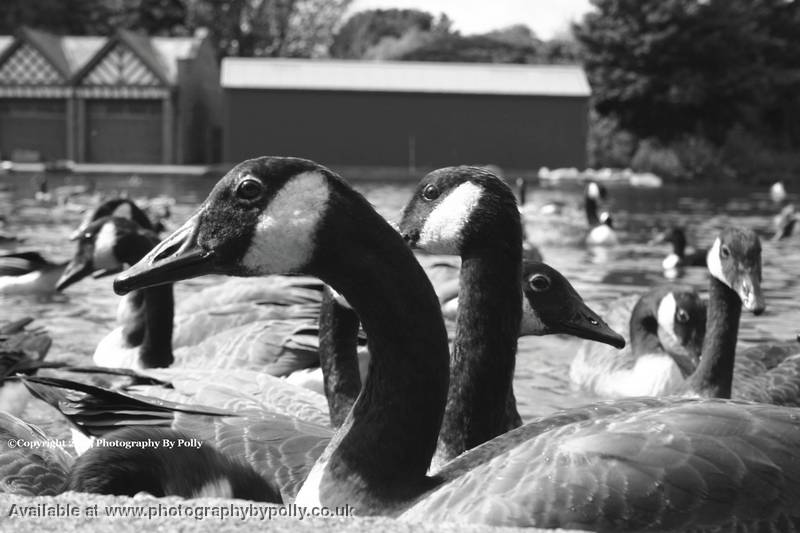 A Gaggle