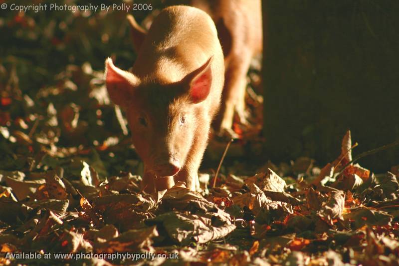 Alert Piglet