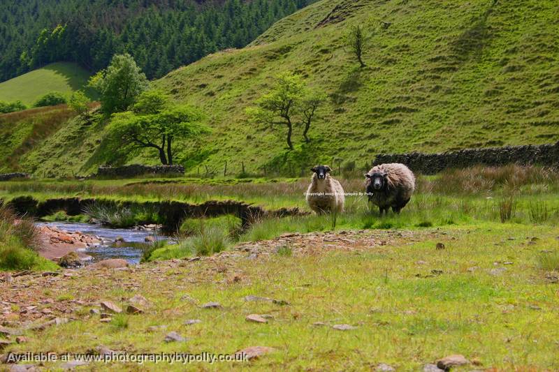 Allsop Sheep