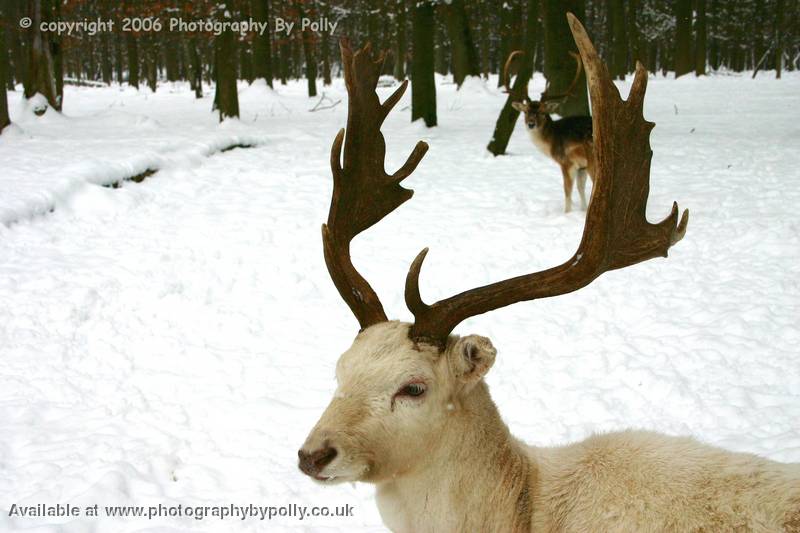 Antler Deer