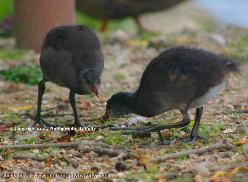 Baby Pecks