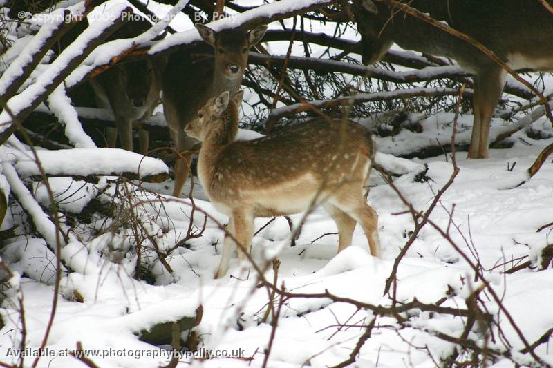 Bambi And Friends