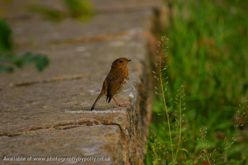 Basking Birdy