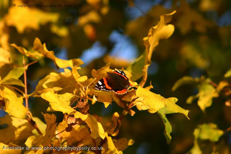 Basking Glory