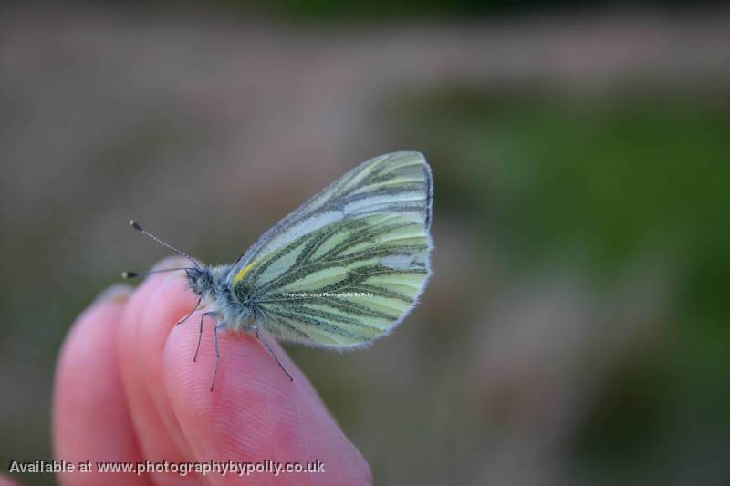 Beady Butterfly